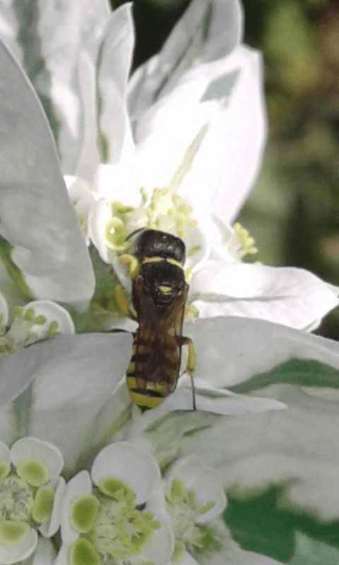 Crabronidae : Ectemnius sp. 2 ? No, femmina di Lestica clypeata